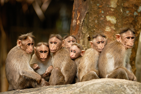 இலங்கையின் ஒரு குரங்கிற்கு 25000 ரூபாய்..! | A Sri Lankan Monkey Sold To China For Rs 25 000