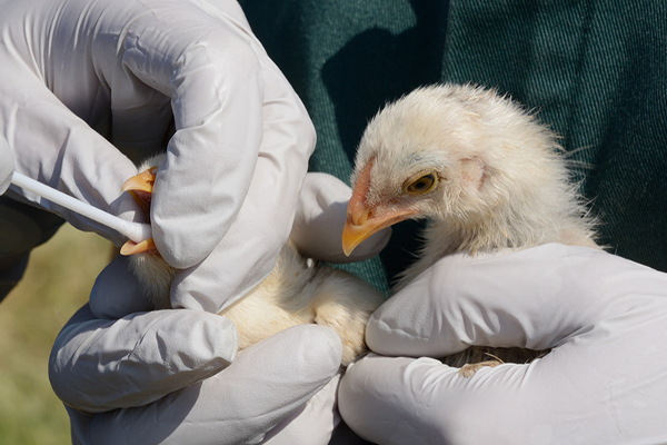 கனடாவில் ஐந்து மில்லியன் கோழிகள் உயிரிழப்பு | Nearly 5 Million Chickens Killed Due To Avian Flu