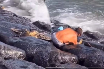 பாறை இடையே சிக்கி தவித்த ஆமை! கடவுளாக வந்த நபரின் நெகிழ்ச்சி செயல்