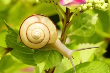 ගොළුබෙලි කරදරයෙන් ඔබේ වගාවන් ආරක්ෂා කරන්න ක්‍රම 3ක්.