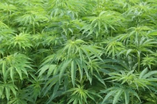 கோவாவில் இனி கஞ்சா பயிரிடலாமா?