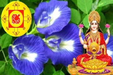 வீட்டில் ஏன் சங்கு பூ வைக்க வேண்டும்? வாஸ்து சொல்லும் உண்மை