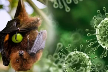 தாண்டவமாடும் நிபா வைரஸ்; இளைஞர் மரணம் - கல்லூரிகள், தியேட்டர்கள் மூடல்!