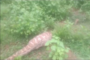 ஆட்டை விழுங்கிய ராட்சத மலைப்பாம்பு! நகர முடியாமல் செல்லும் அரிய காட்சி