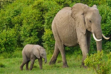 யானையொன்றை தொந்தரவு செய்த நபருக்கு நீதிமன்றம் பிறப்பித்துள்ள உத்தரவு