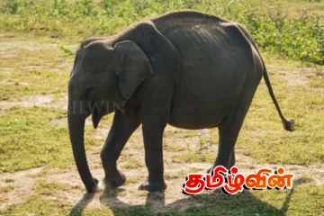 சடலமாக மீட்கப்பட்ட நான்கு வயது காட்டுயானைக் குட்டி