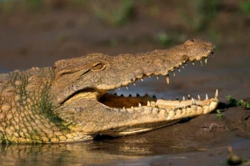 மீன் பிடிப்பதற்காக சென்ற பெண் முதலையிடம் சிக்கி பலி