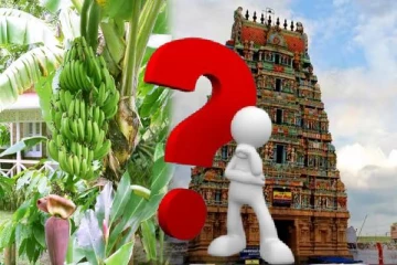 அட இது தெரியாம போச்சே! சுப காரியங்களில் வாழைமரம் கட்டுவது ஏன் தெரியுமா?