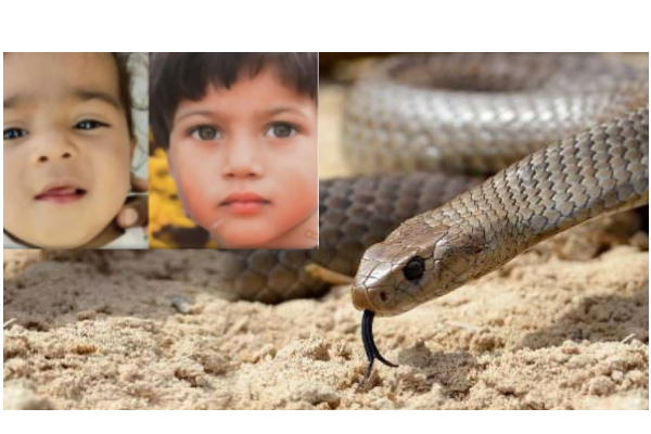பாம்பு கடித்த 2 சிறுமிகளை குணமாக்க சாமியாரிடம் சென்ற பெற்றோர் ...