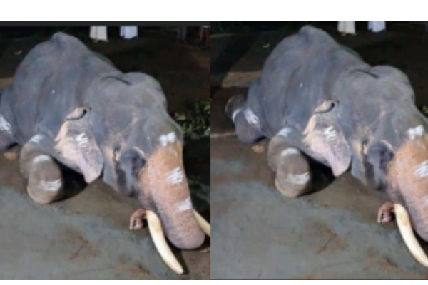 பாகனின் சித்ரவதையால் மச்சத்கர்ணன் யானை உயிரிழந்தது - நெஞ்சை ரணமாக்கும் புகைப்படம் வைரல்..! | Kerala Elephant Viral Photos பாகனின் சித்ரவதையால் மச்சத்கர்ணன் யானை உயிரிழந்தது - நெஞ்சை ரணமாக்கும் புகைப்படம் வைரல்..! | Kerala Elephant Viral Photos