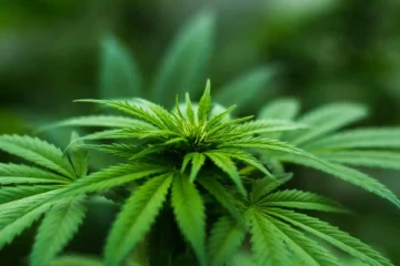 ஆகத்து 1 முதல்... சுவிட்சர்லாந்தில் கஞ்சா பயன்பாட்டை எளிதாக்குவதற்கான நடைமுறை அறிமுகம்