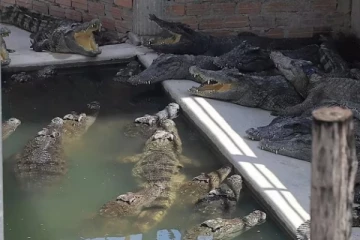 72 வயது முதியவரை கடித்துக் குதறிய 40 முதலைகள்: முட்டையை எடுக்கச் சென்ற போது ஏற்பட்ட விபரீதம்