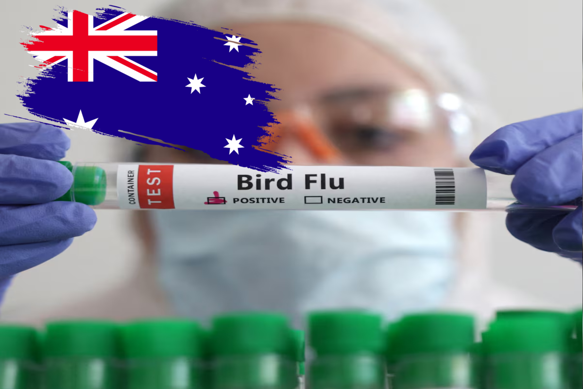 அவுஸ்திரேலியாவிலும் பரவியது ‘H5N1’ பறவைக் காய்ச்சல் | H5N1 Bird Flu Spreads To Australia அவுஸ்திரேலியாவிலும் பரவியது ‘H5N1’ பறவைக் காய்ச்சல் | H5N1 Bird Flu Spreads To Australia