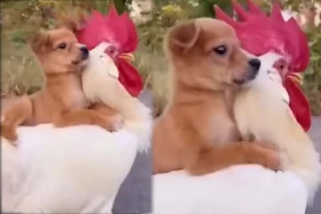 வெறும் 9 நொடியில் கவலைகளை மறக்க வேண்டுமா? அட்டகாசமான காமெடி காட்சி இதோ