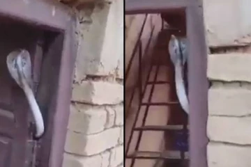 படமெடுத்தவருக்கு பாடம் புகட்டிய வெள்ளை நாகம்! கொஞ்ச அசந்தாலும் உயிர் இருக்காது... மிரள வைத்த காட்சி