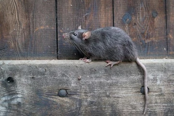 எலிகளுக்குள் எளிதில் பரவும் கொரோனா: பிரித்தானிய அறிவியலாளர்கள் தகவல்