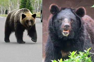 கரடிகளை அழிக்க அனுமதி அளித்த ஆசிய நாடு