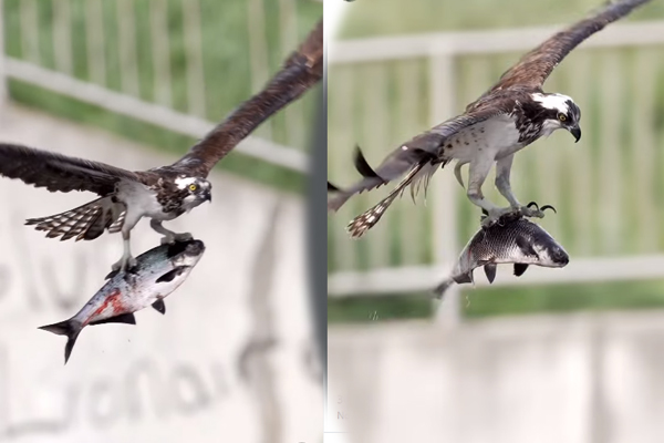 Viral Video: ராட்சத மீனுடன் உயரே பயந்த கழுகு... உயிரைக் காப்பாற்ற அரங்கேறும் போராட்டம் | Eagle Hunt Fish Very Clear Viral Video Viral Video: ராட்சத மீனுடன் உயரே பயந்த கழுகு... உயிரைக் காப்பாற்ற அரங்கேறும் போராட்டம் | Eagle Hunt Fish Very Clear Viral Video