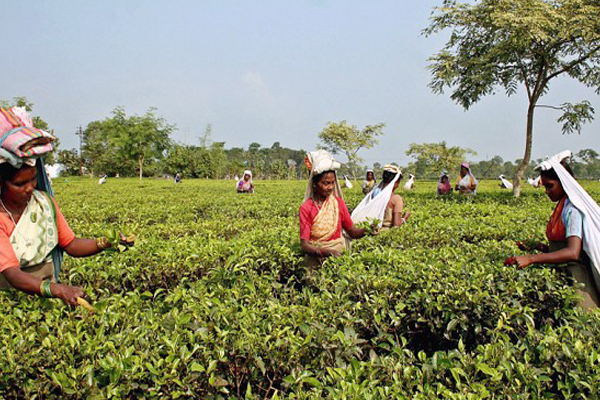 தேயிலை உற்பத்தியில் ஏற்பட்டுள்ள திடீர் மாற்றம்! | A Sudden Change In Tea Production