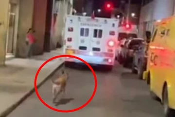 உடல்நலம் குன்றிய உரிமையாளர்: ஆம்புலன்ஸை விடாமல் துரத்திய நாய்! வைரல் வீடியோ