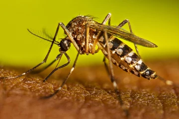 ඩෙංගි මදුරුවා ගැන අලුත් අනාවරණයක් - දෂ්ඨ කරන වෙලාවේ වෙනසක් සියලු දෙනාටම දැනුවත් කිරීමක්