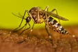 ඩෙංගි මදුරුවා ගැන අලුත් අනාවරණයක් - දෂ්ඨ කරන වෙලාවේ වෙනසක් සියලු දෙනාටම දැනුවත් කිරීමක්