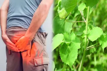 மூல நோயுள்ளவர்கள் தினமும் இந்த சட்னியை சாப்பிடுங்க! விரைவில் நல்ல தீர்வு