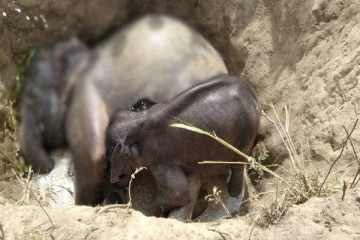 விவசாயக் கிணற்றுக்குள் விழுந்து யானை பரிதாபமாக உயிரிழப்பு (Photo)