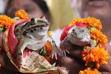 தவளைக்கு திருமணம் செய்து வைத்தால் உண்மையில் மழை வருமா?