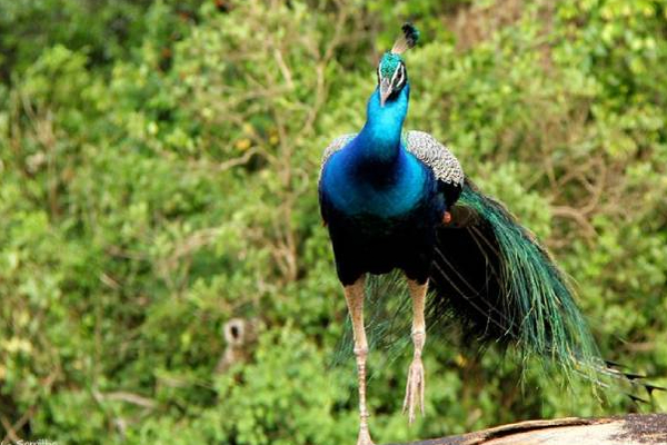 ஆப்பிரிக்காவை அடுத்து இலங்கைதான் சிறந்த இடம்! | Sri Lanka The Best Place See Animals After Africa