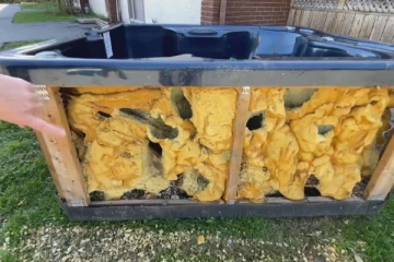 கனடாவில் இந்தப் பகுதி மக்கள் எலித் தொல்லையினால் பாதிப்பு