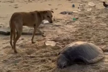 யாழில் இறந்த நிலையில் கரையுதுங்கும் ஆமைகள்!