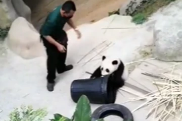 நச்சு நச்சென்று பன்ச் விடும் குறும்புக்கார பாண்டா கரடி குட்டி.... மீண்டும் மீண்டும் ரசிக்க வைத்த சேட்டைகள்