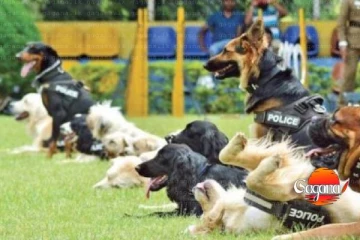 පාසල්වල මත්ද්‍රව්‍ය සෝදිසි කිරීම්වලට පොලිස් නිල සුනඛ සහාය