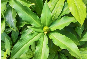 இந்த இன்சுலின் இலைய தினமும் காலையில சாப்பிட்டா ஆயுசுக்கும் நீரிழிவு நோய் எட்டி கூட பார்க்காது!