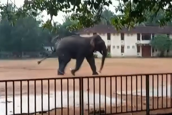 வாழைச்சேனையை உலுக்கிய காட்டு யானை தாக்குதல்! ஒருவர் பலி மூவர் படுகாயம் | Wild Elephant Enters Valaichchenai City