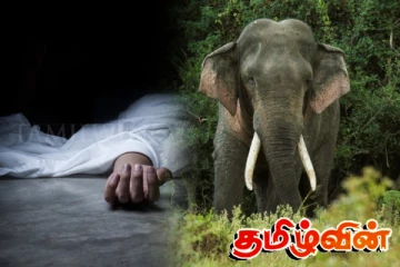 யானை தாக்கி ஒருவர் மரணம்: வவுனியாவில் துயரம்