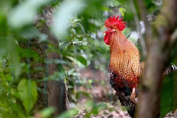 ஜெர்மனியில் பாடாய்ப்படுத்தும் சேவல்;  நீதிமன்றம் சென்ற விவகாரம்! | Rooster Issue That Went To Court In Germany