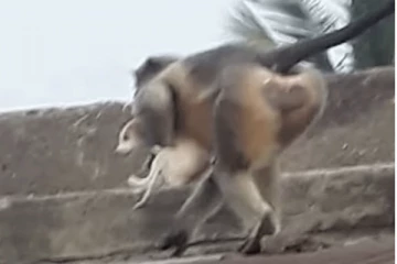 ගමක බලු - වඳුරු යුද්ධයකින් 250ක් මරුට..පාලනය කළ නොහැකි තත්ත්වයක්.(PHOTOS)