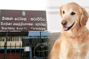 வயோதிப பெண்ணை உயிரிழக்கும் வரை கடித்த வளர்ப்பு நாய்