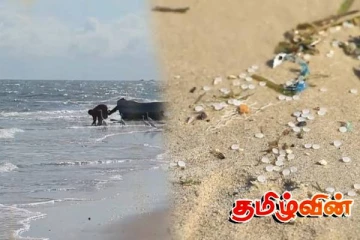 மன்னார் கடற்கரையோரங்களில் மீண்டும் கரையொதுங்கும் பிளாஸ்டிக் துகள்கள்