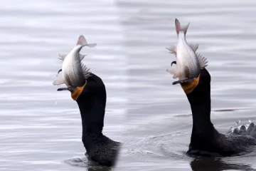 Viral Video: மீனை வேட்டையாடிவிட்டு விழுங்க முடியாமல் தவித்த நாரை... கடைசியில் நடந்தது என்ன?