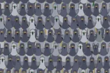 optical illusion: புறாக்கூட்டத்தில் இருக்கும் பூனையை கண்டுபிடிக்க முடியுமா?