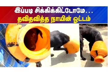 தவிச்ச வாயும்... சிக்கிக் கொண்ட நாயும்..!