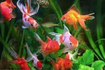 மின்கட்டணம் அதிகரிப்பு : அலங்கார மீன் வளர்ப்பாளர்களுக்கு ஏற்பட்ட நெருக்கடி