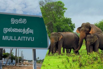 முல்லைத்தீவில் 73 இடங்களில் முன்னெடுக்கப்பட்ட யானைகள் கணக்கெடுப்பு