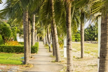 தான் பெற்ற ஐந்து பிள்ளைகளையும் தென்னந்தோட்டத்தில் தவிக்கவிட்டு தப்பியோடிய தாய்: விசாரணையில் வெளிவந்த தகவல்கள்