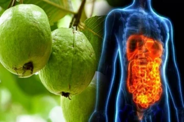 தினம் ஒரு கொய்யா சாப்பிட்டால் இவ்வளவு நன்மைகளா? இனிமேல் மிஸ் பண்ணாதீங்க