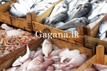අද දිනයේ වෙළඳපොල මාළු මිල ගණන් පහළට. - නව මිල ගණන් මෙන්න.