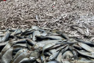 வெளிநாட்டில் இருந்து இலங்கைக்கு வந்த அழுகிய மீன்கள்!